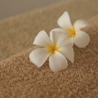 Blüten auf Sandigem Hintergrund