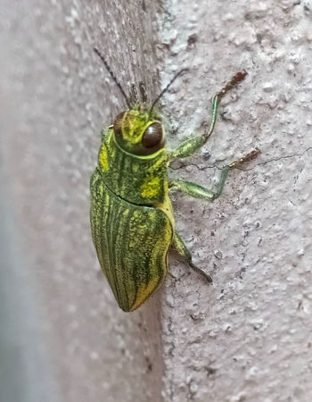 Picture for category Test - BUG