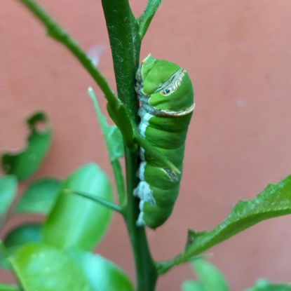 Picture of Gutschein CHF 10